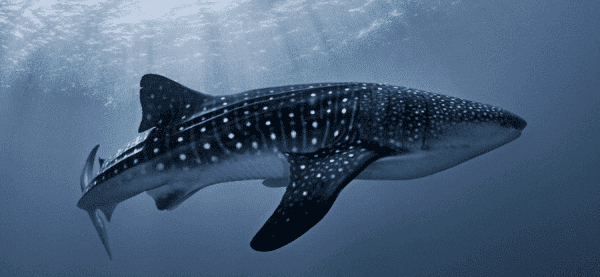 Snorkeling whale sharks