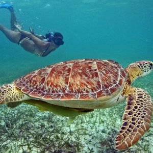 Snorkeling with turtles Akumal