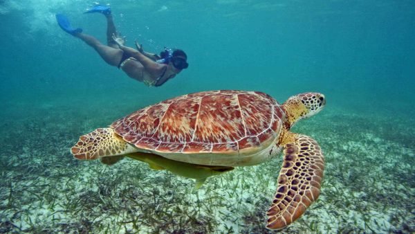 Snorkeling with turtles Akumal