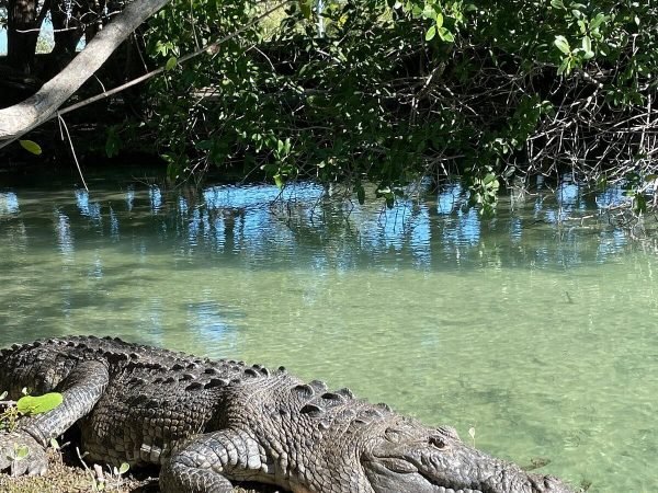 Krokodil Rio Lagartos