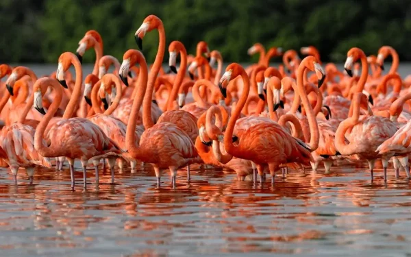 Flamingos in Rio Lagartos