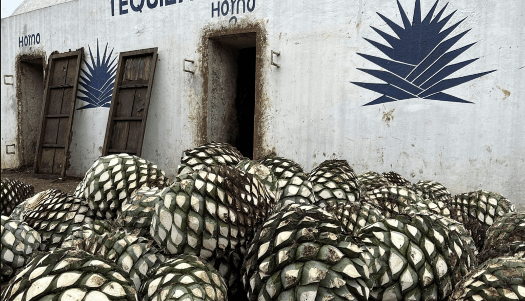 Herstellung von Tequila