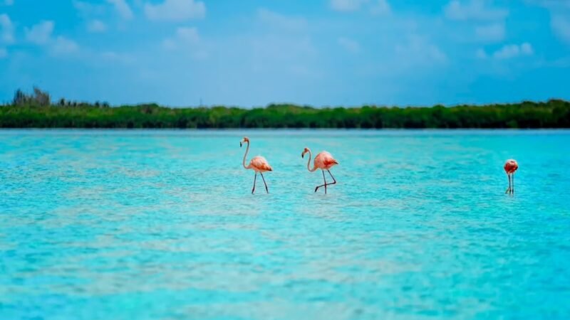Ausflug Holbox auf Deutsch: Isla Pájaros, Isla Pasión & Karibik pur