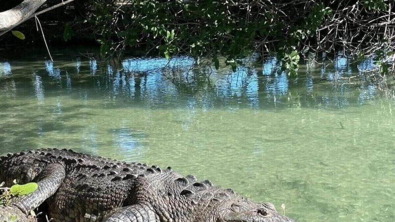 Krokodil-rio-lagartos
