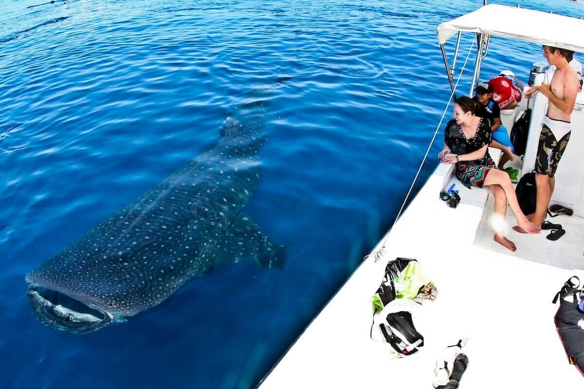 Sanftes Riesentier im offenen Meer vor Cancún