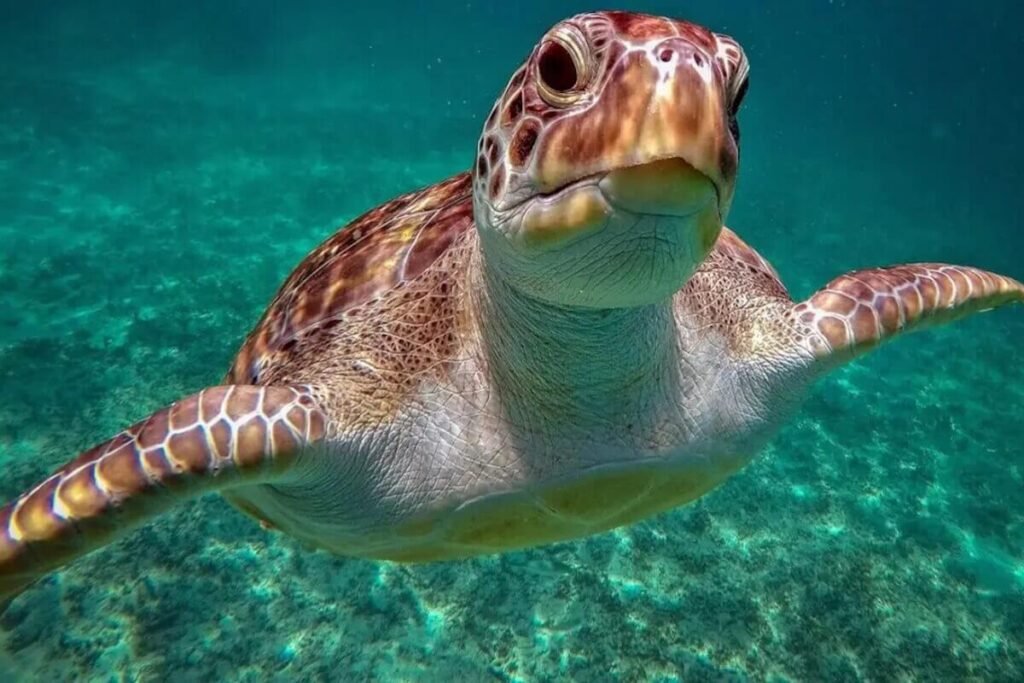 Schnorcheln mit Schildkröten
