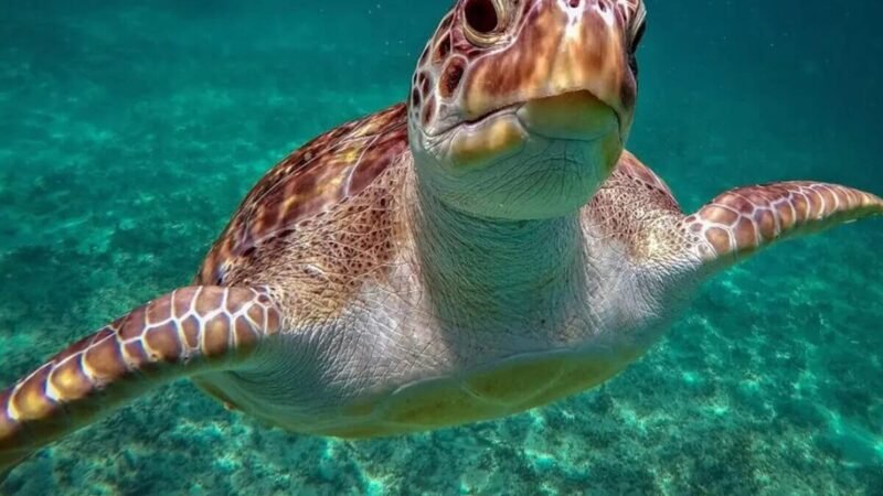 Schnorcheln mit Schildkröten
