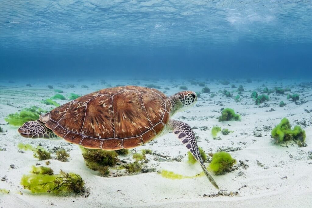 Schnorcheln mit Schildkröten (1)