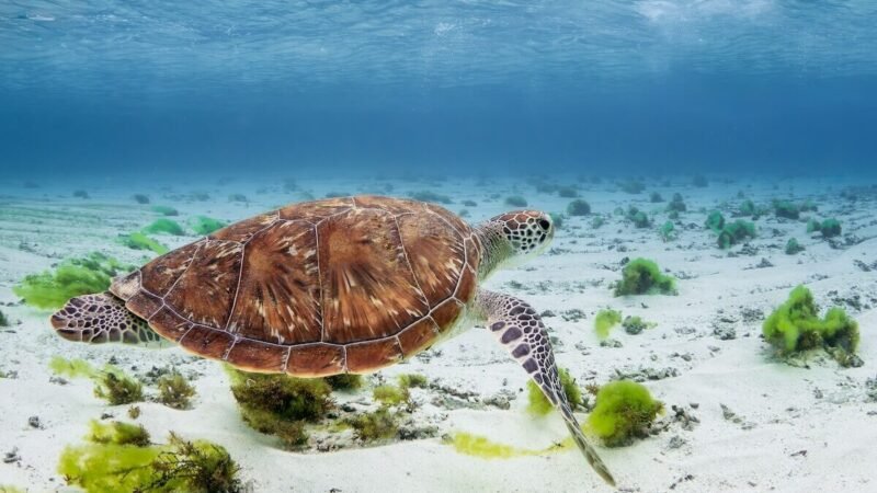 Schnorcheln mit Schildkröten (1)
