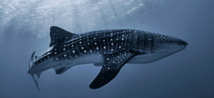 Whale Shark Snorkeling