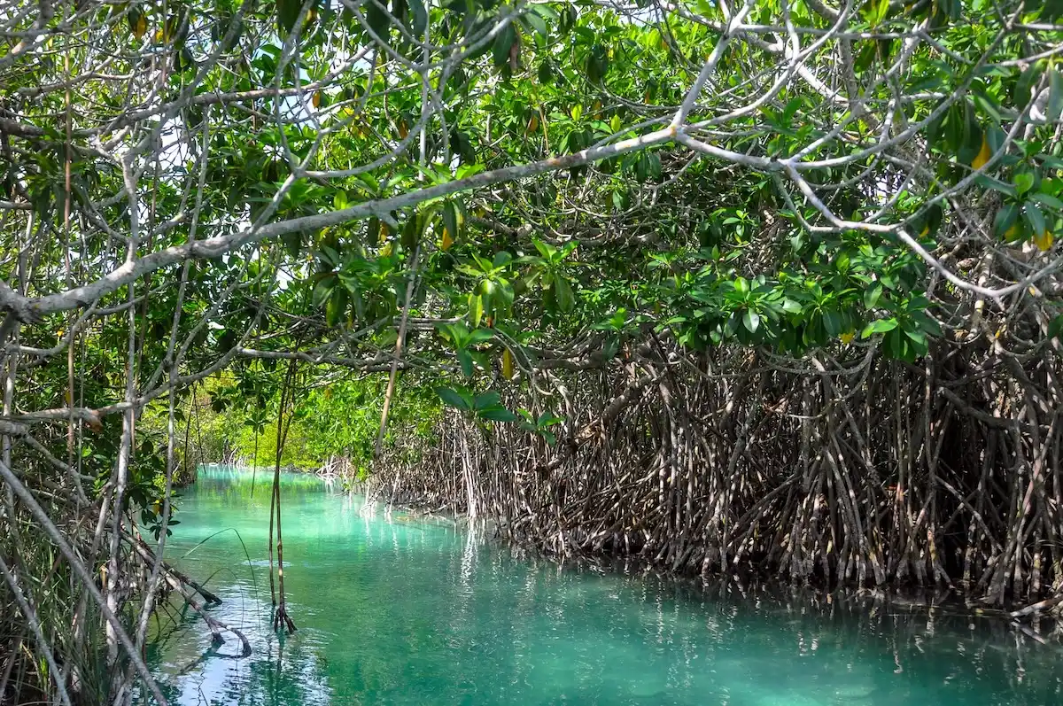 Türkiser Mangrovenkanal in Sian Ka'an nahe den Ruinen von Muyil