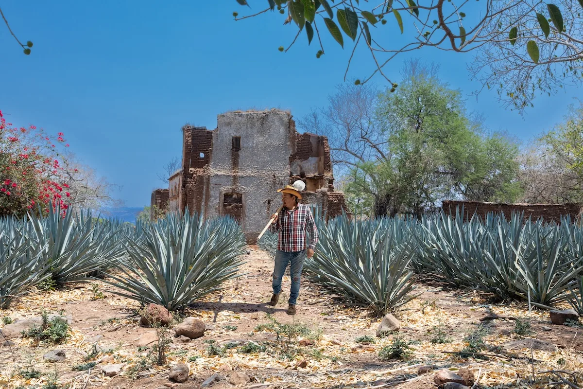 Agavenfeld in Jalisco mit Jimador vor einer alten Hacienda
